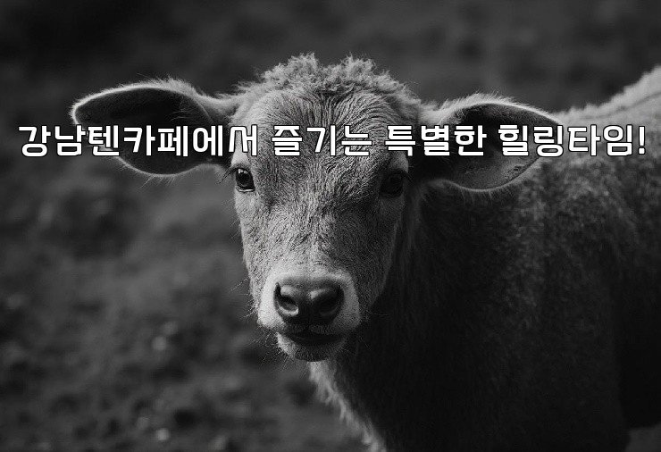 강남텐카페에서 즐기는 특별한 힐링타임!