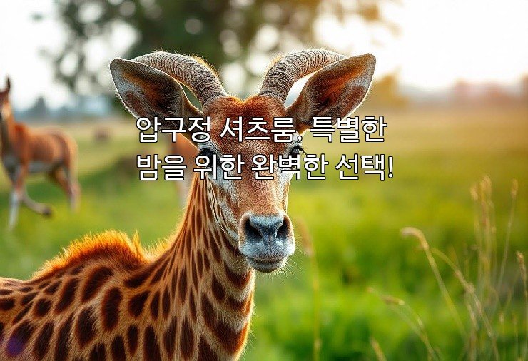 압구정 셔츠룸, 특별한 밤을 위한 완벽한 선택!